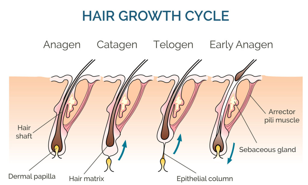Can Hormonal Imbalance Cause Hair Loss