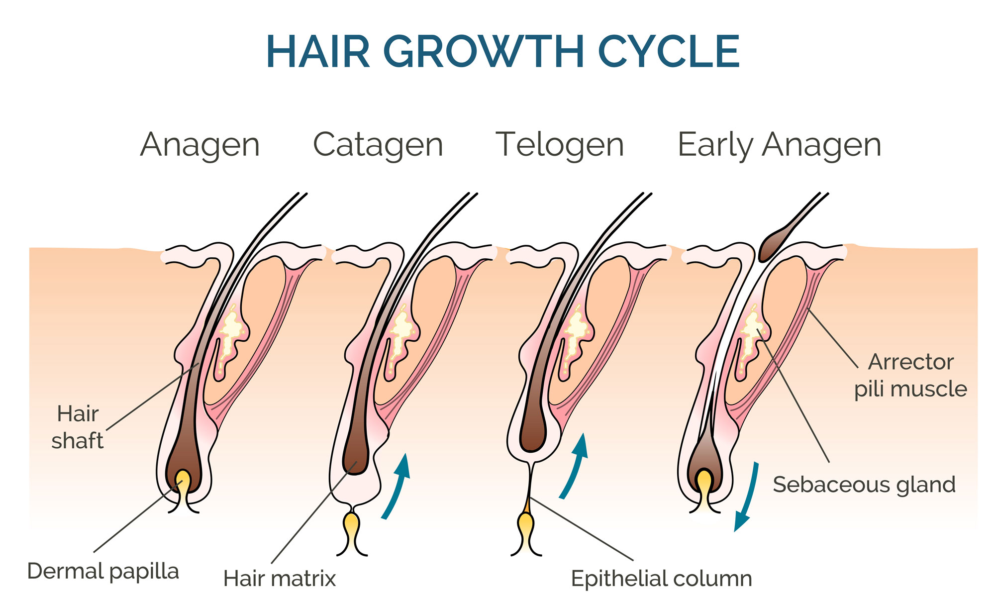 Hormon Rambut What Hormones Affect Hair Growth?